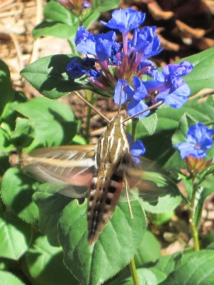 Hyles lineata - White-lined Sphinx Hummingbird Moth