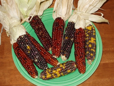 Indian Popcorn ears