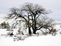 Oak Tree in winter