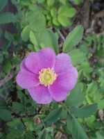Woods' Rose in bloom