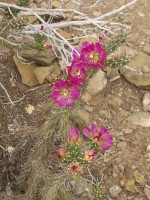 Blooming Cholla Cactus