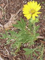 Compass Plant blooming