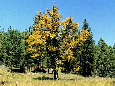 Gambel Oak in the Gila Wilderness