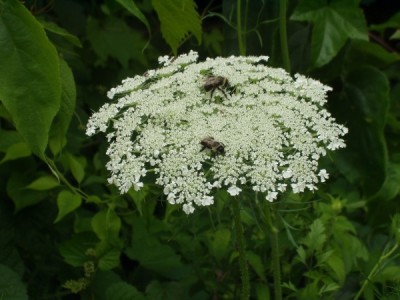 Owen Conservation Park, Madison, WI - Bees on Queen Anne's Lace Owen Conservation Park, Madison, WI - Bees on Queen Anne's Lace
