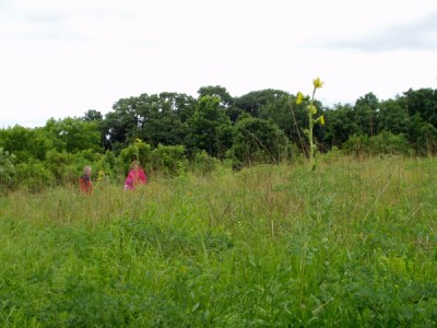 Owen Conservation Park, Madison, WI - Exploring the Prairie