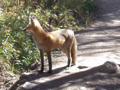 Red Fox in Rocky Mountain National Park