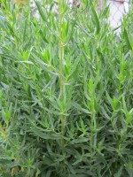 a forest of Tarragon